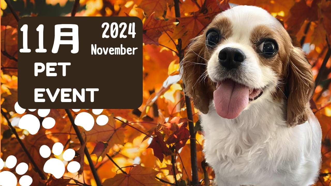 2024年11月イベント