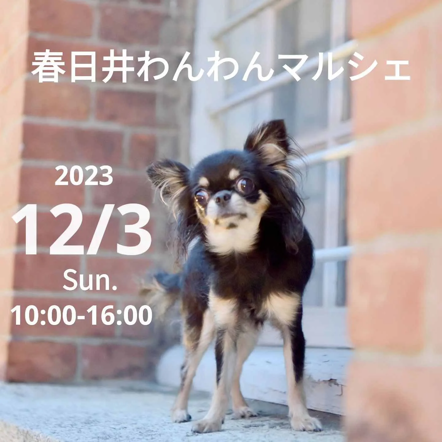 春日井わんわんマルシェの画像