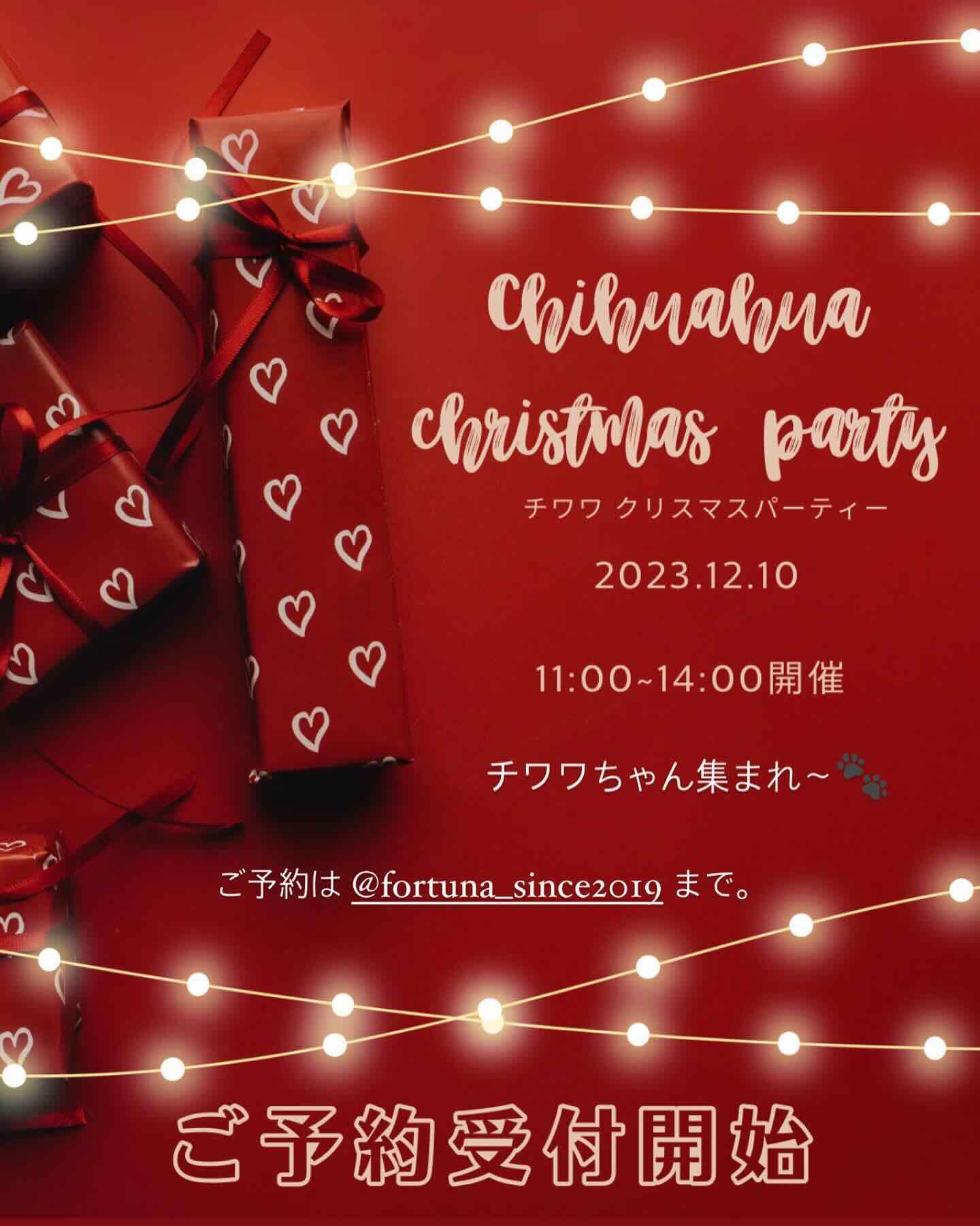 チワワ クリスマスパーティーの画像