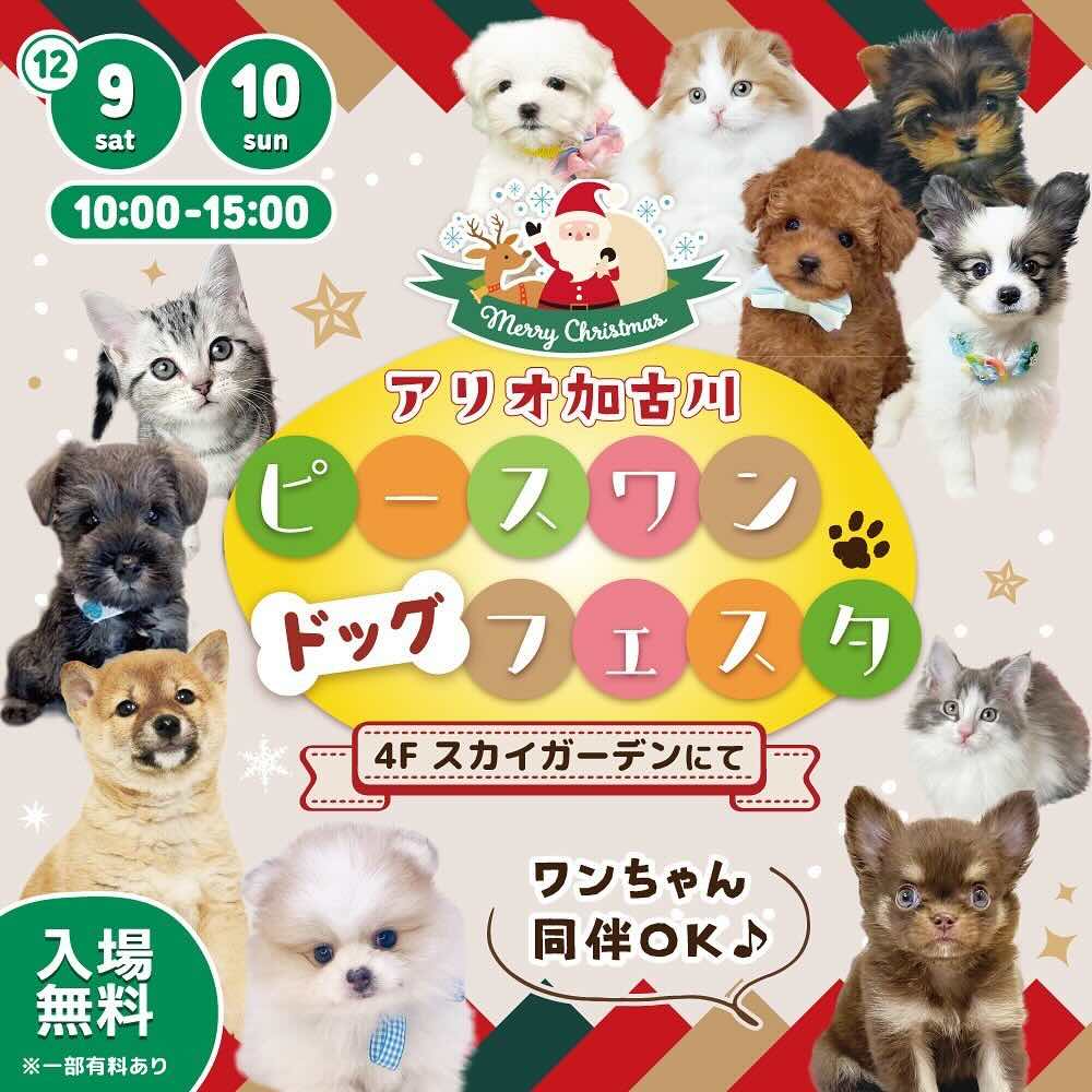 ピースワンドッグフェスタの画像
