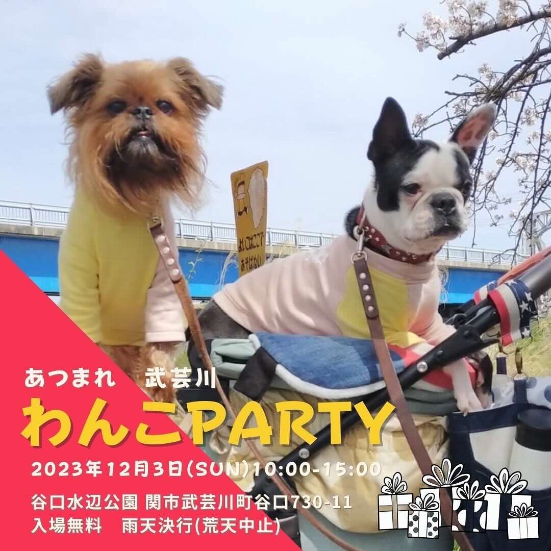 あつまれ 武芸川 わんこ PARTY の画像