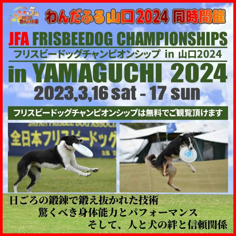 JFA フリスビードッグチャンピオンシップin山口2024の画像