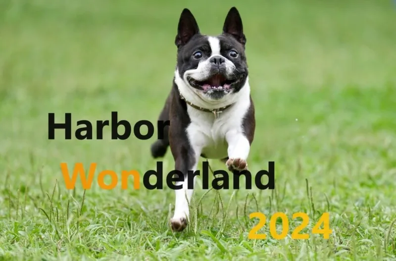 第４回ハーバーワンダーランドの画像