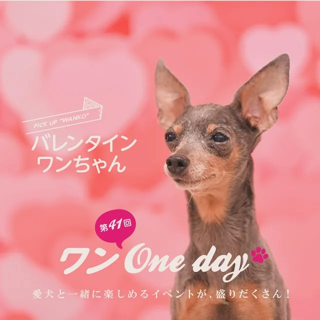 第41回 ワン One day!の画像