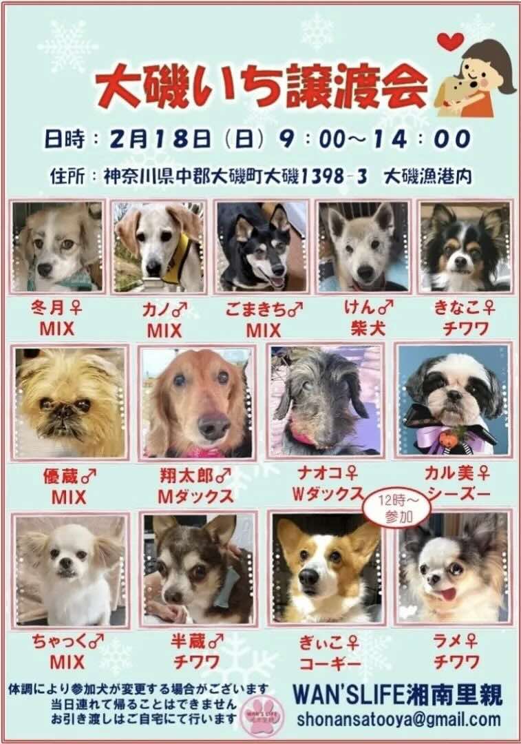 大磯いち譲渡会の画像