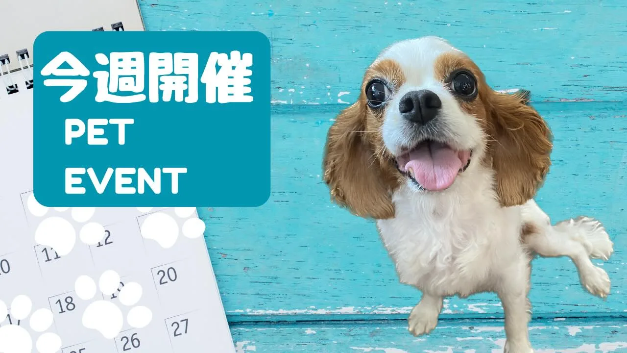 ラテちゃんねる今週のイベントの画像