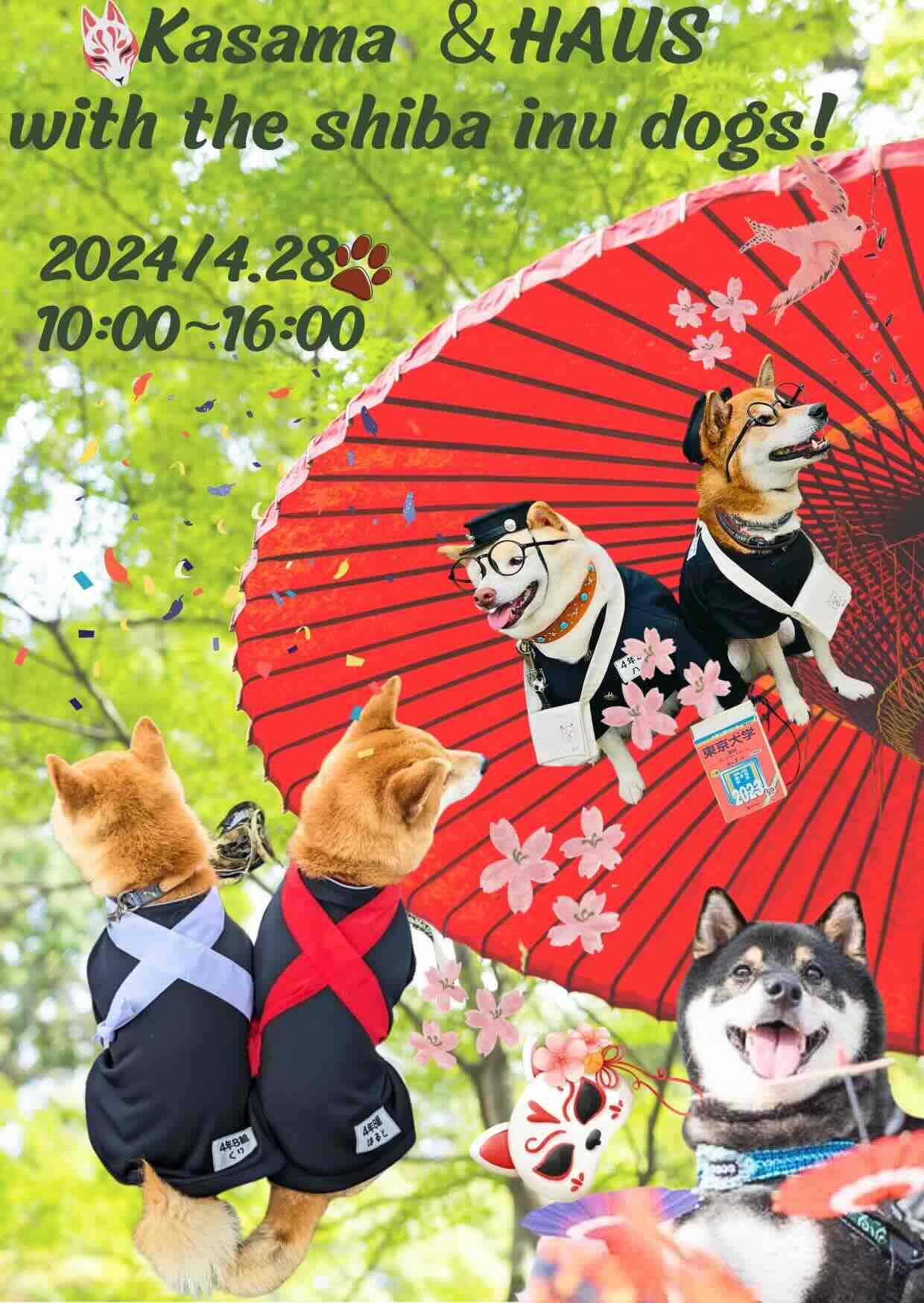 Kasama &HAUS with the shiba inu 芝犬学校の画像