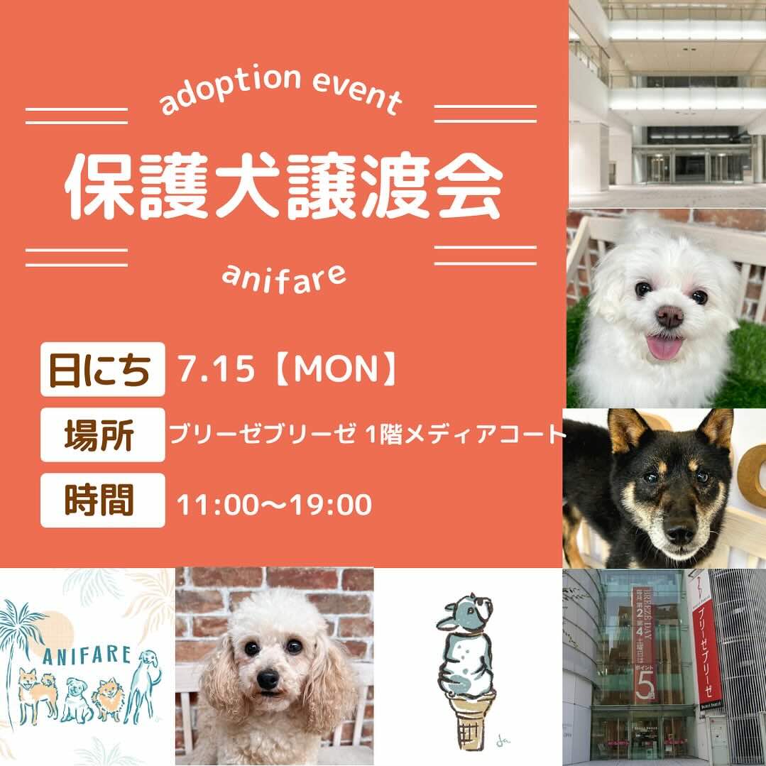 anifare保護犬譲渡会の画像