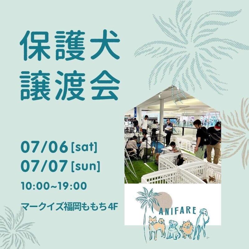 anifare 保護犬譲渡会の画像