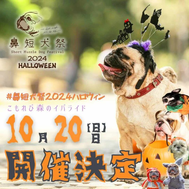 鼻短犬祭 2024 ハロウィンの画像