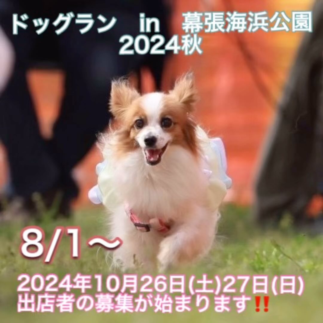 ドッグラン in 幕張海浜公園 2024秋の画像