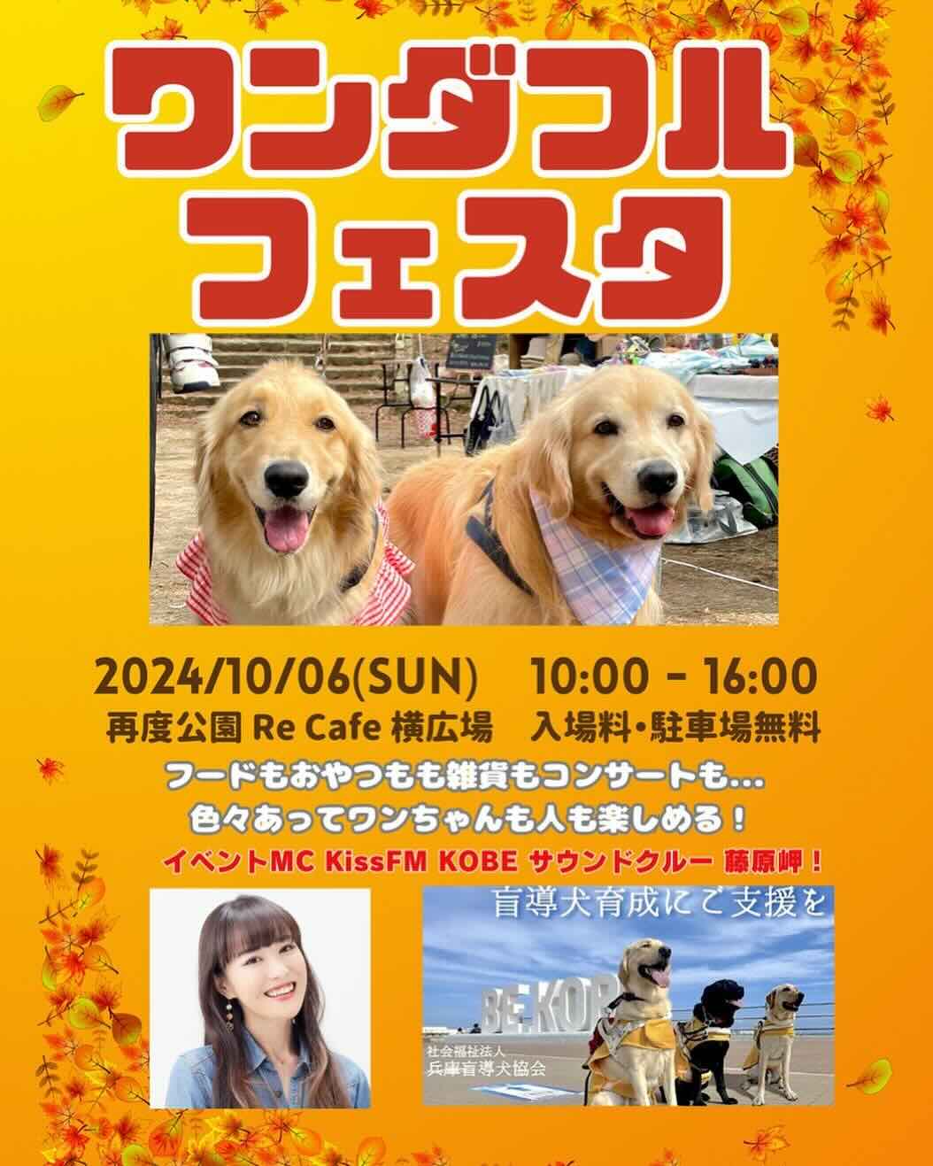 ワンダフルフェスタの画像