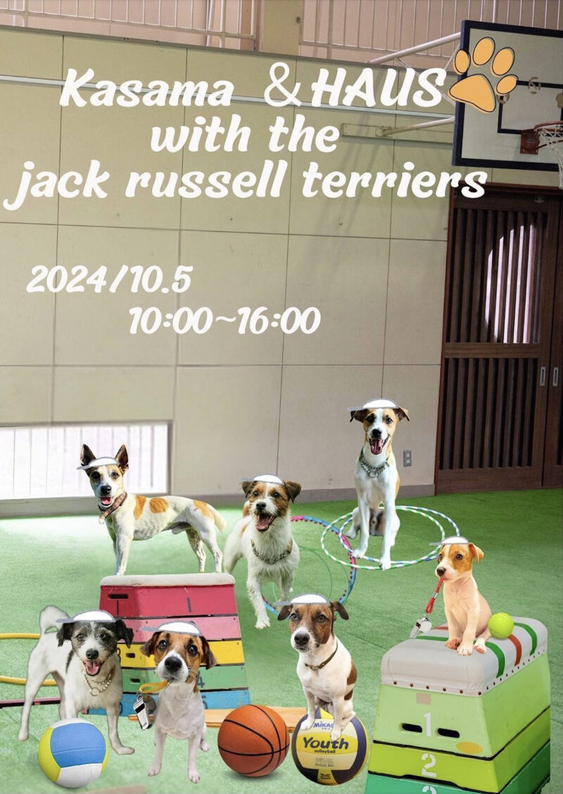 Kasama &HAUS with the jack russell terriers ジャックラッセルテリア学校の画像