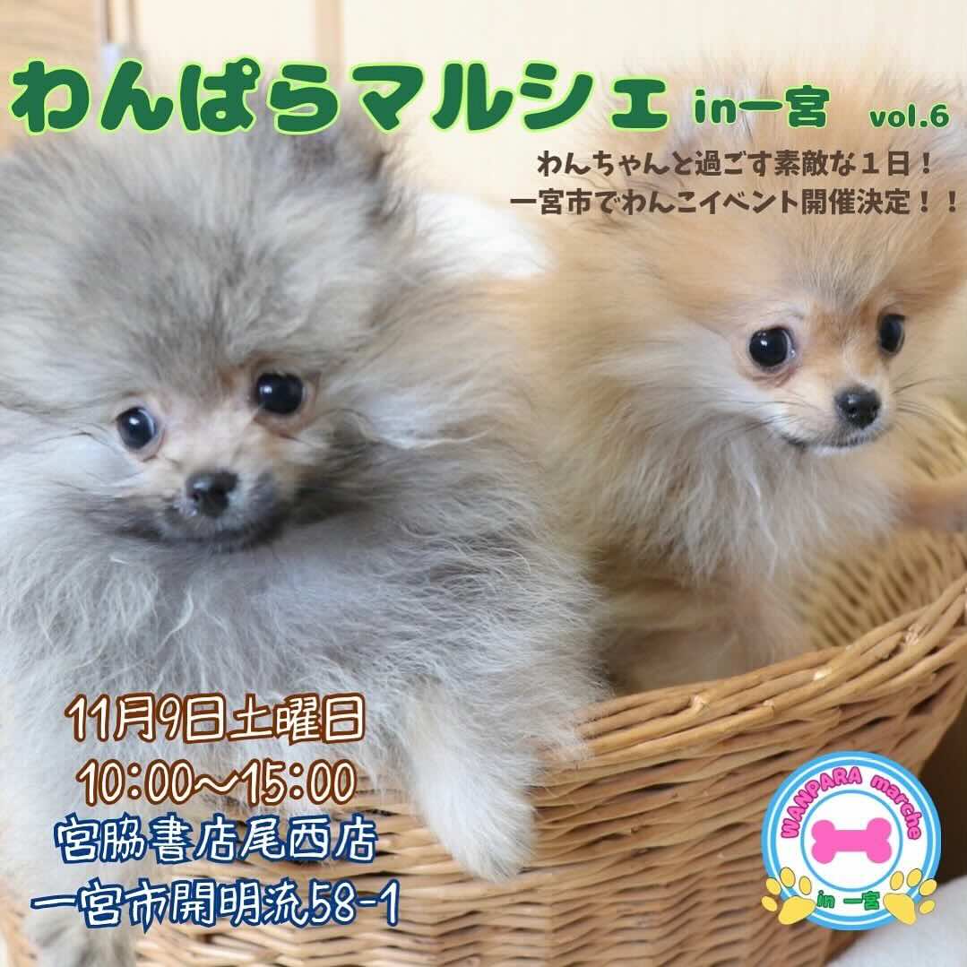 わんぱらマルシェ in 一宮の画像
