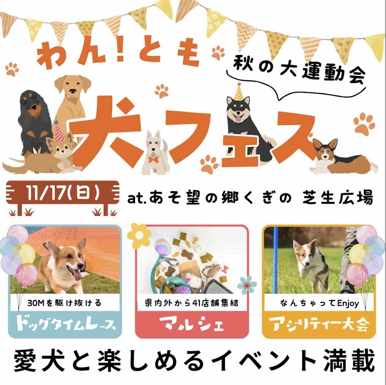 ワン!とも 犬フェス 2024秋の大運動会の画像