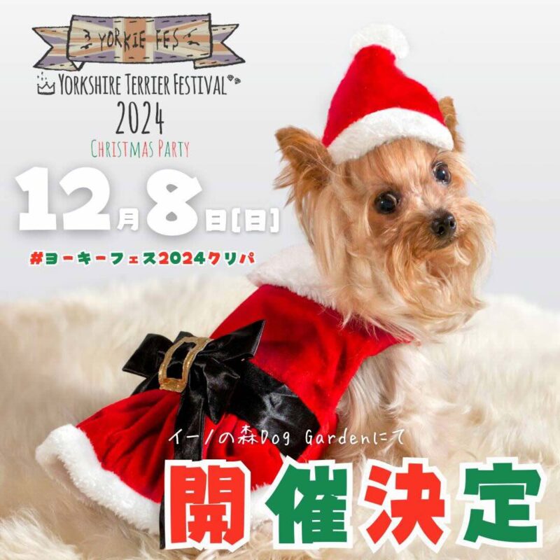 ヨーキーフェスティバル 2024 クリパの画像