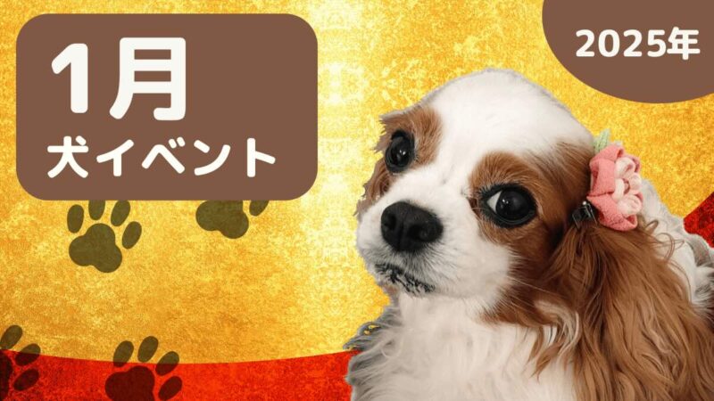 ラテちゃんねる2025年1月犬イベントの画像