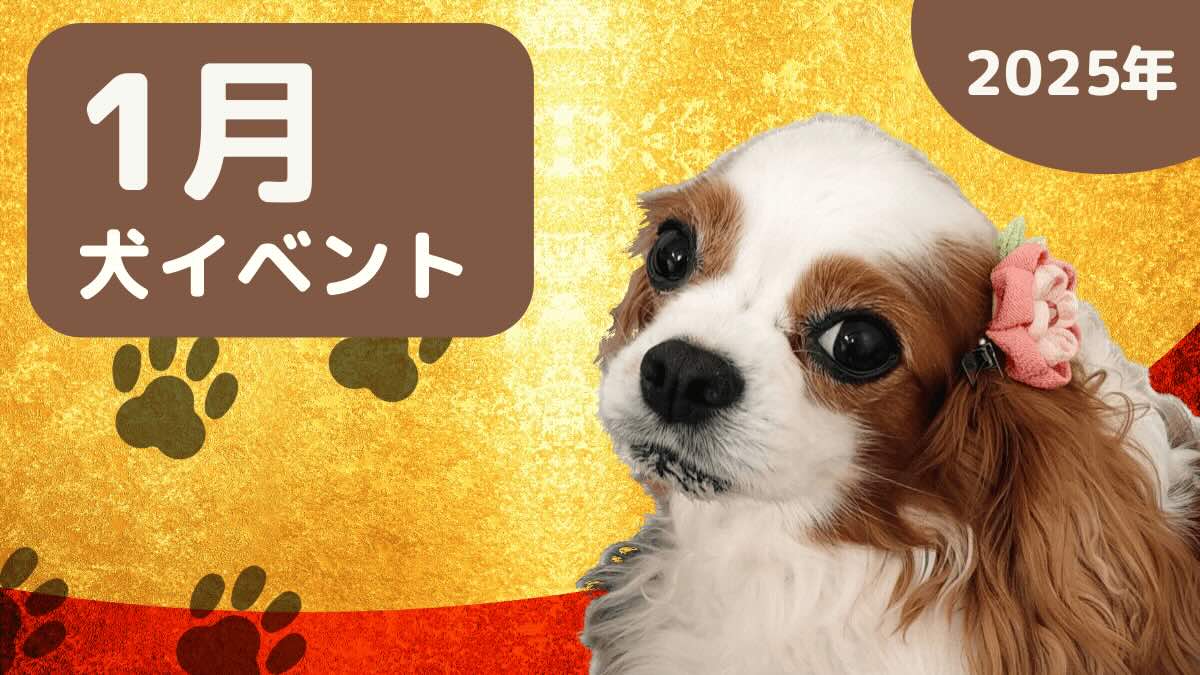 ラテちゃんねる2025年1月犬イベントの画像