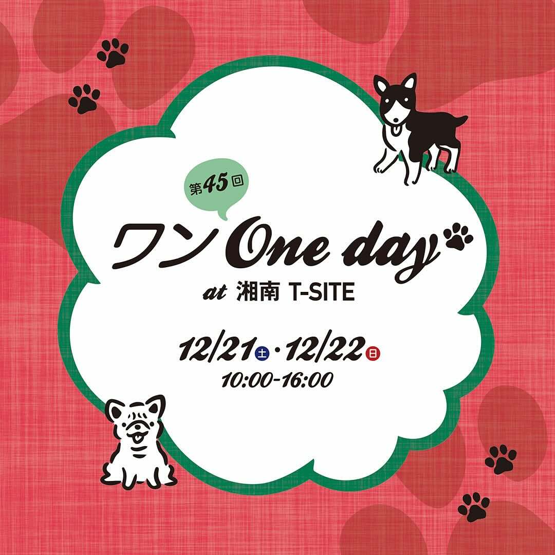 第45回 ワン One day！ 開催概要の画像