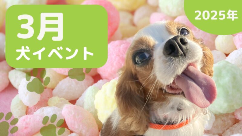 ラテちゃんねる2025年3月犬イベントの画像
