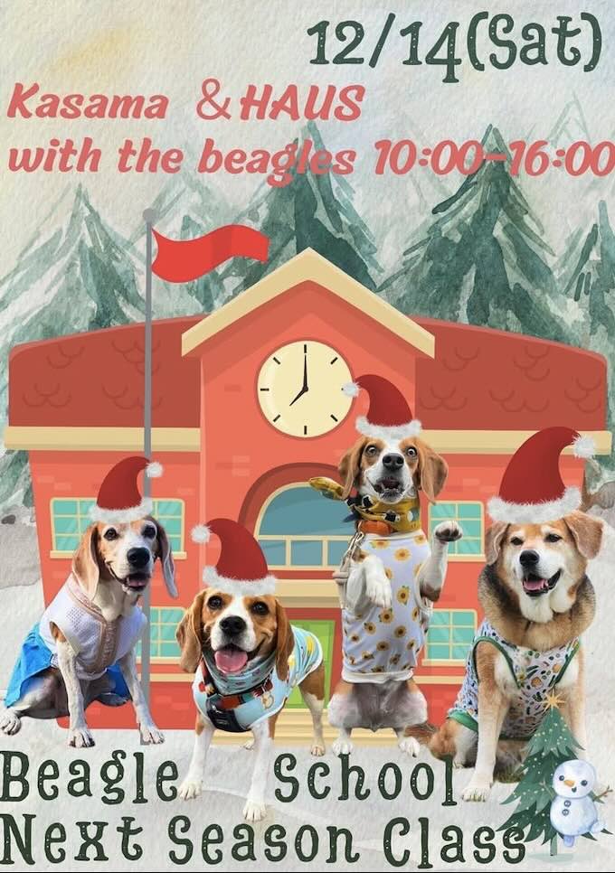 Kasama &HAUS with the beagles ビーグル学校2学期の画像