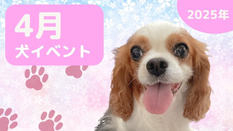 【ラテちゃんねる】2025年4月犬イベントの画像