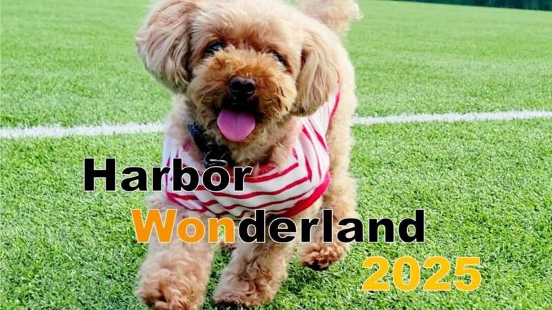 第5回ハーバーワンダーランドの画像