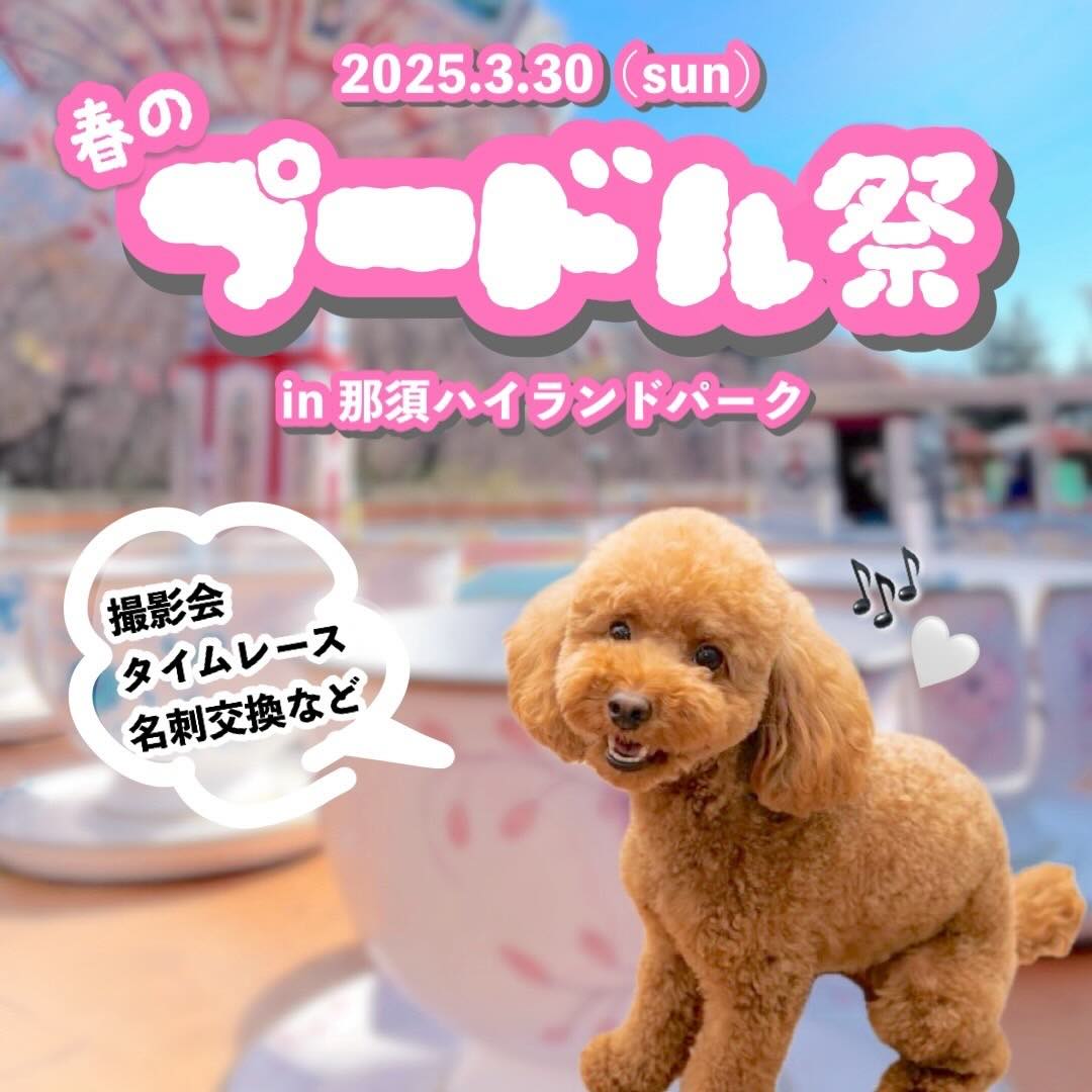 春のプードル祭 in 那須ハイランドパークのイベント画像