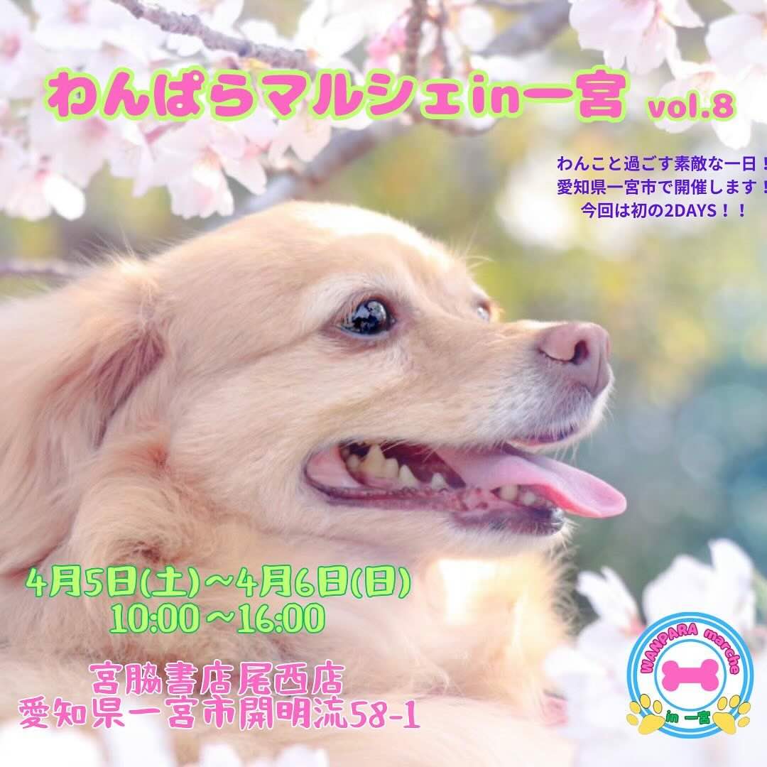 わんぱらマルシェ in 一宮 vol.8のイベント画像