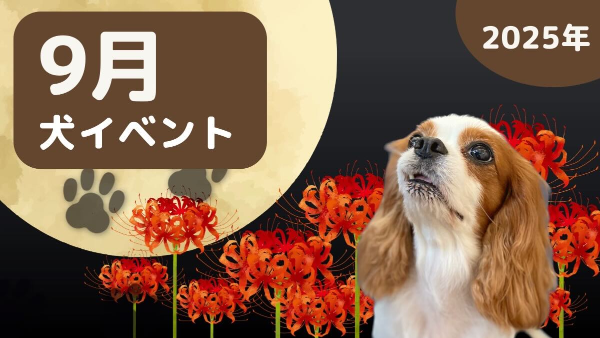【犬とお出かけ】2025年9月犬イベントの画像