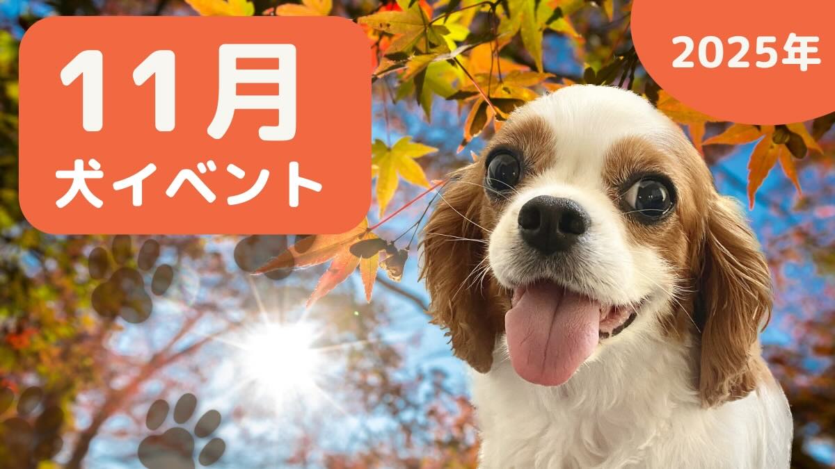 【犬とお出かけ】2025年11月犬イベントの画像
