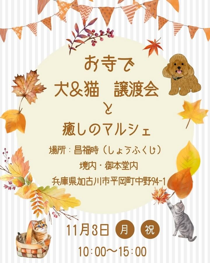 お寺で犬＆猫 譲渡会と癒しのマルシェのイベント画像