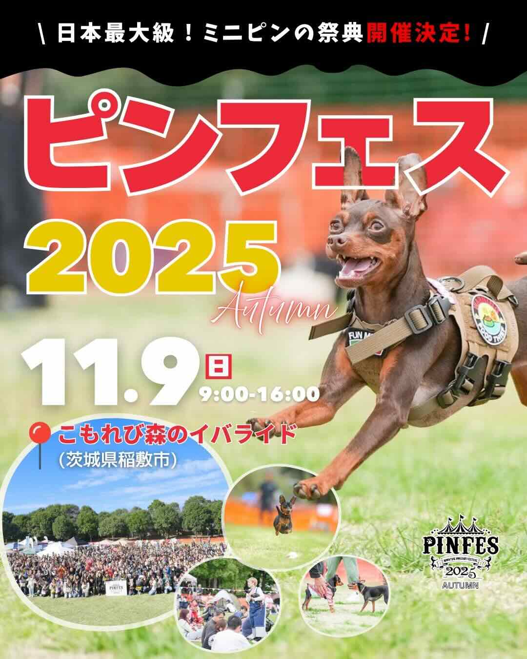ピンフェス 2025 AUTUMNのイベント画像