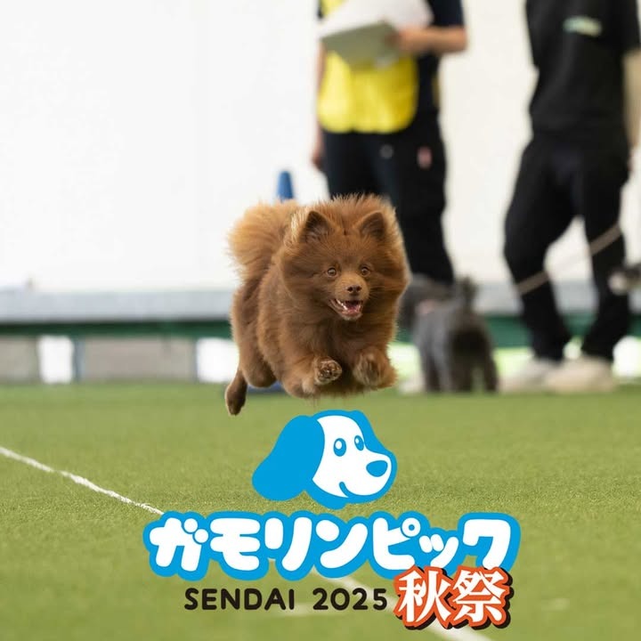 ガモリンピックSENDAI 2025 秋祭のイベント画像
