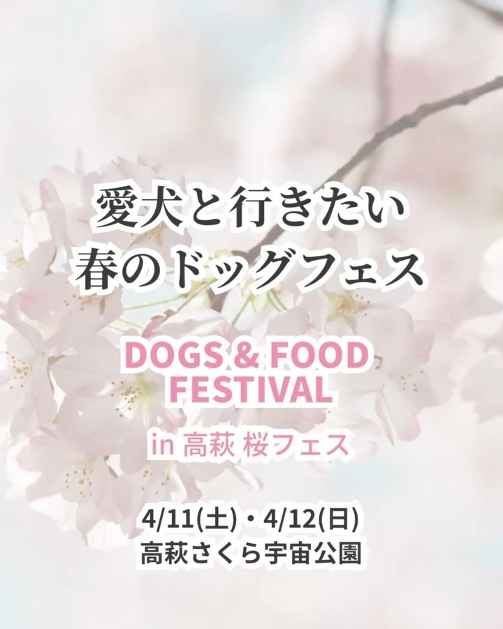 DOGS & FOOD FESTIVAL in 高萩 桜フェスのイベント画像