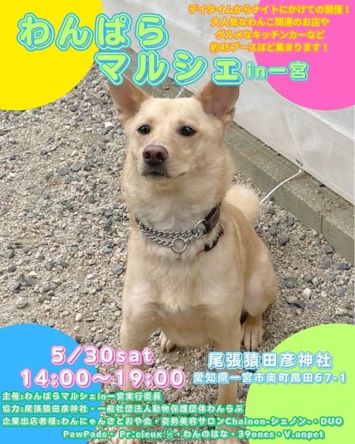 わんぱらマルシェ in 一宮のイベント画像
